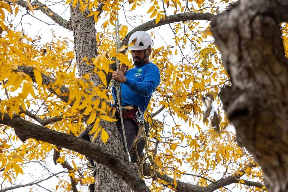 Skilled Tree Planting crew working in Lawrenceburg
